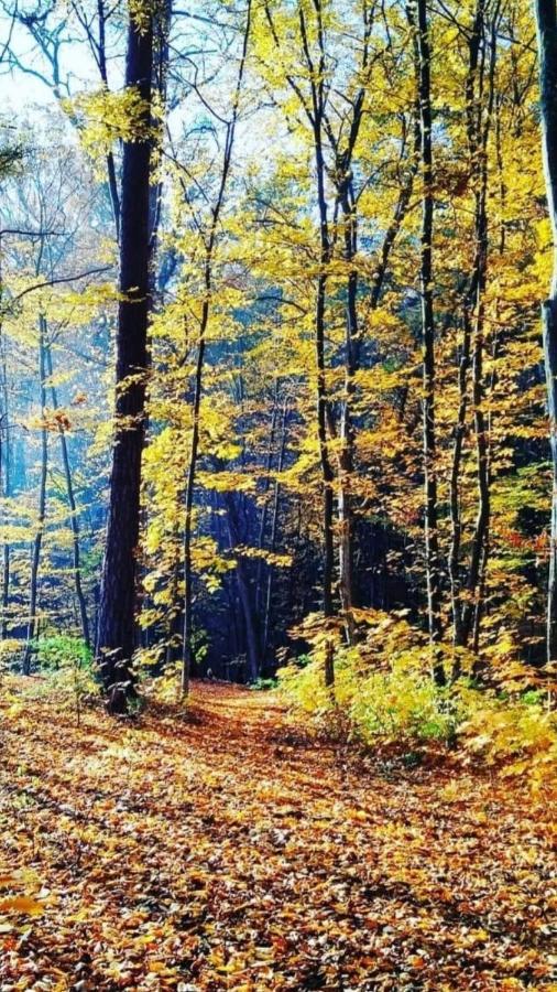 Eco Dom V Lesu Konuk evi Bila Krynytsia Dış mekan fotoğraf