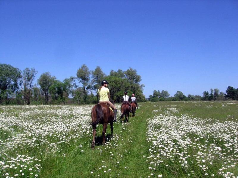 Eco Dom V Lesu Konuk evi Bila Krynytsia Dış mekan fotoğraf